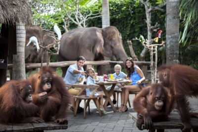 Breakfast With Orangutan